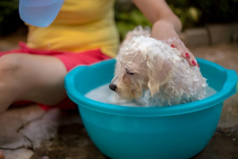 Household Cleaning and Pet Care